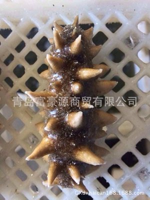 【現貨供應 海參 即食刺參 海鮮水產品干海參 規格齊全 【圖】】價格,廠家,圖片,軟體類,青島富豪源商貿-