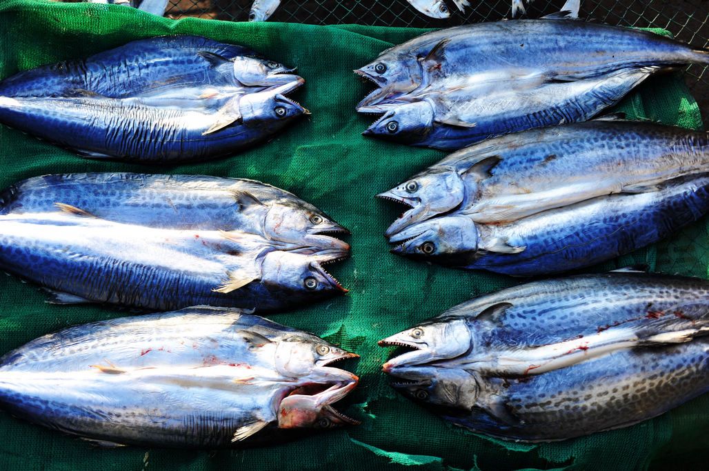 淡干魚(yú)干為何價(jià)格翻倍？初冬曬魚(yú)干正當(dāng)時(shí)